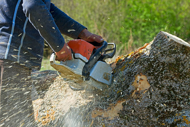 Best Affordable Tree Service  in USA